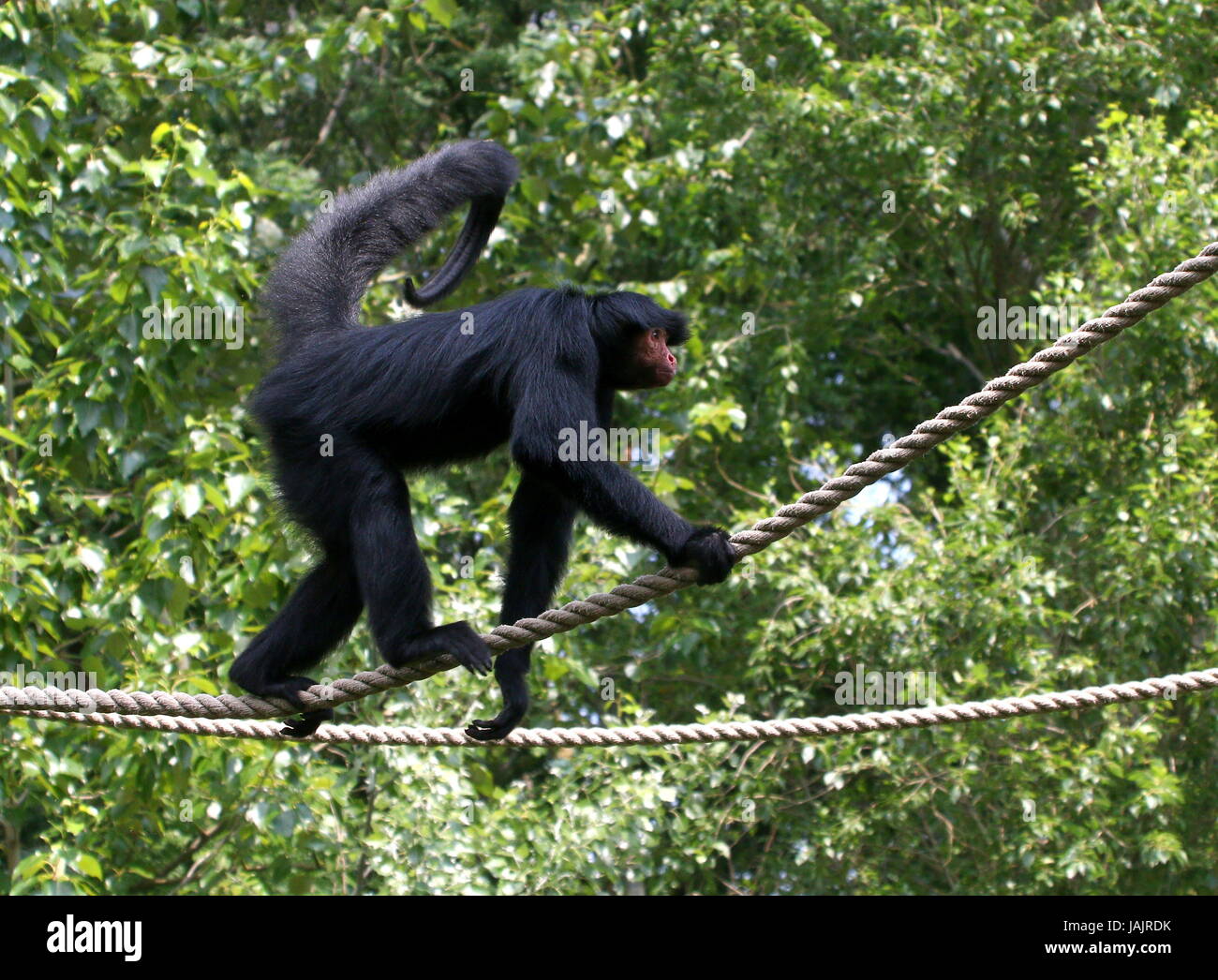 Redfaced Spider Monkey Macaco Aranha Preto Stock Photo 1370302802