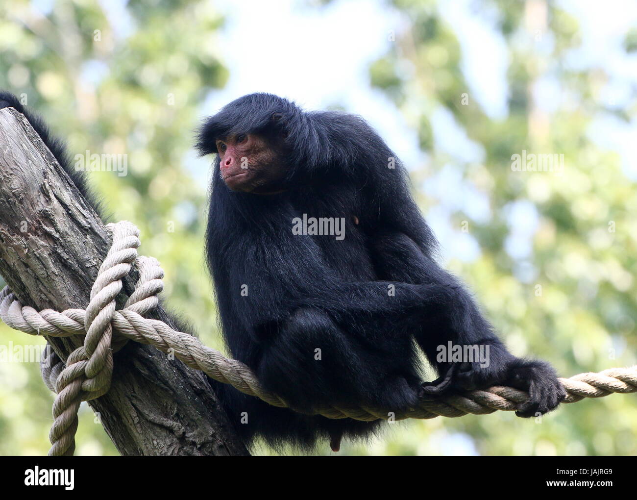 South American Red-Faced Black Spider Monkey (Ateles paniscus) a.k.a. Guiana spider monkey (at Gaia Zoo, Kerkrade, The Netherlands) Stock Photo