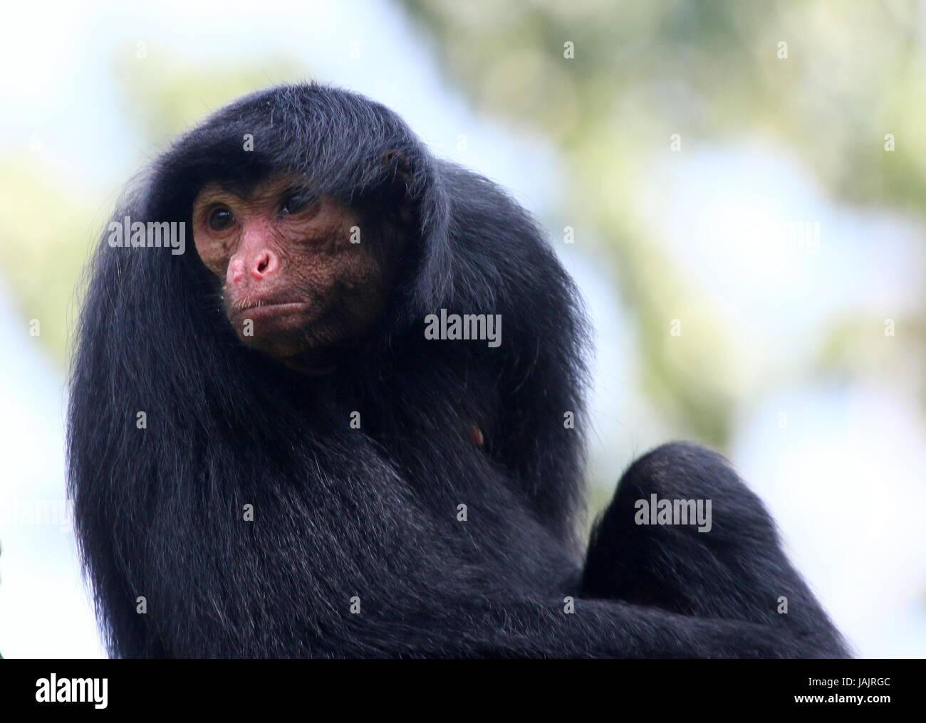 MACACO-ARANHA DE CARA VERMELHA (RED FACED BLACK SPIDER MONKEY-ING