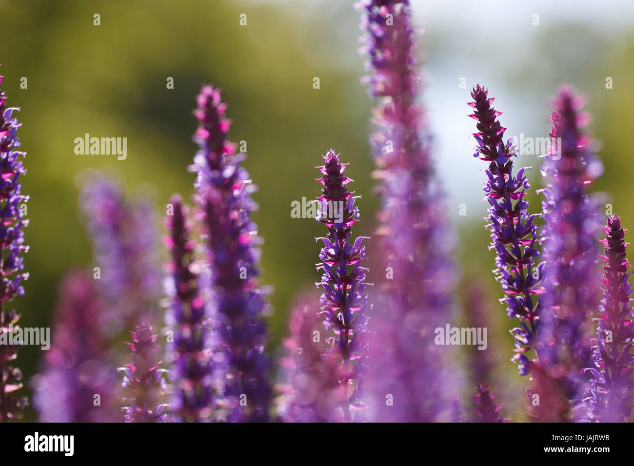 Lavender,blossoms,mauve, Stock Photo
