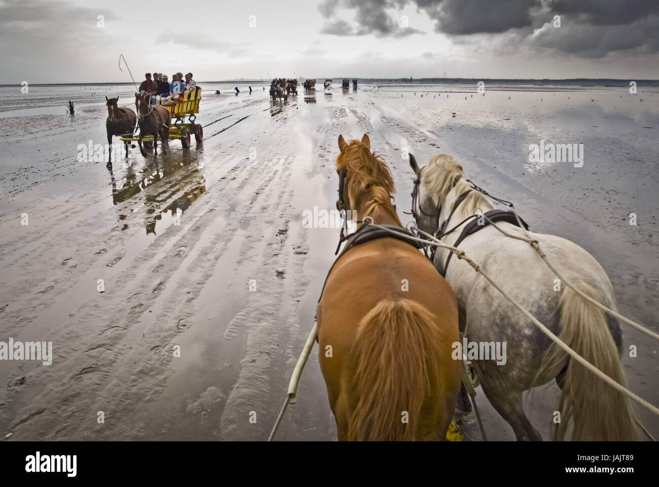 Germany,Hamburg,the Elbe,Elbmündung,new opus,horse carriage,mud flats, Stock Photo