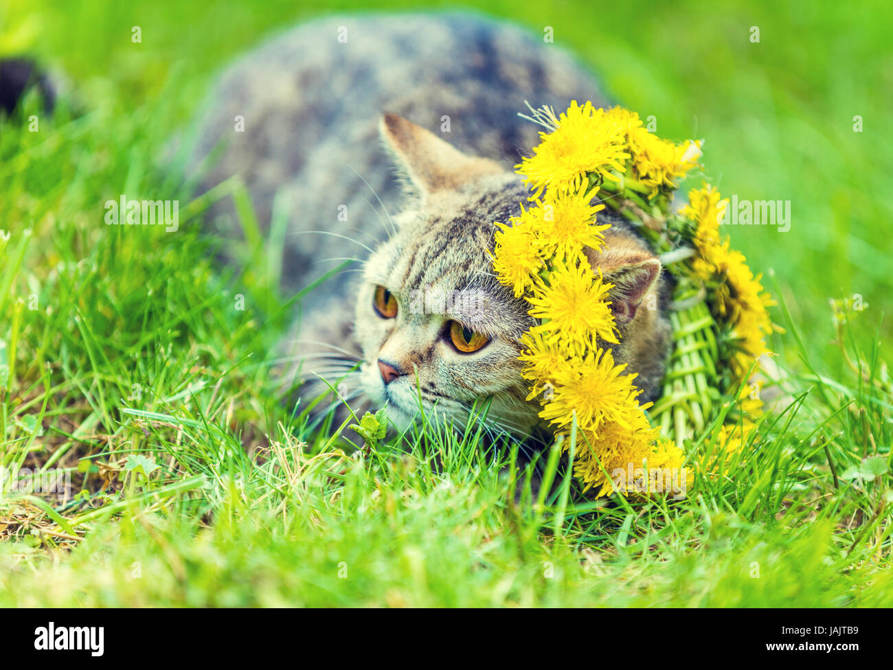 Portrait of a cat, sitting in a grass, crowned with dandelion chaplet in summer Stock Photo