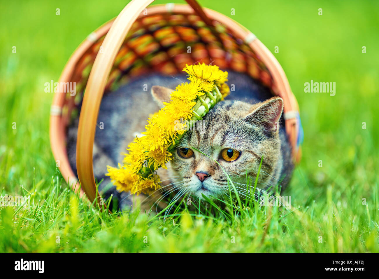 Portrait of a cat, sitting in a basket on the grass, crowned with dandelion chaplet in summer Stock Photo