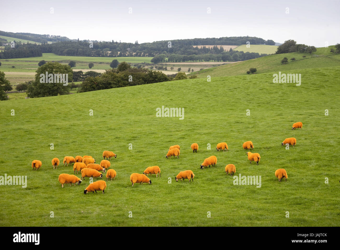 Scotland,flock of sheep close Edinburgh, Stock Photo