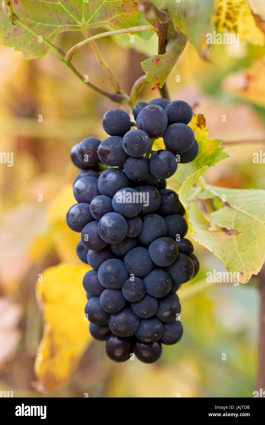 red wine grapes Stock Photo Alamy