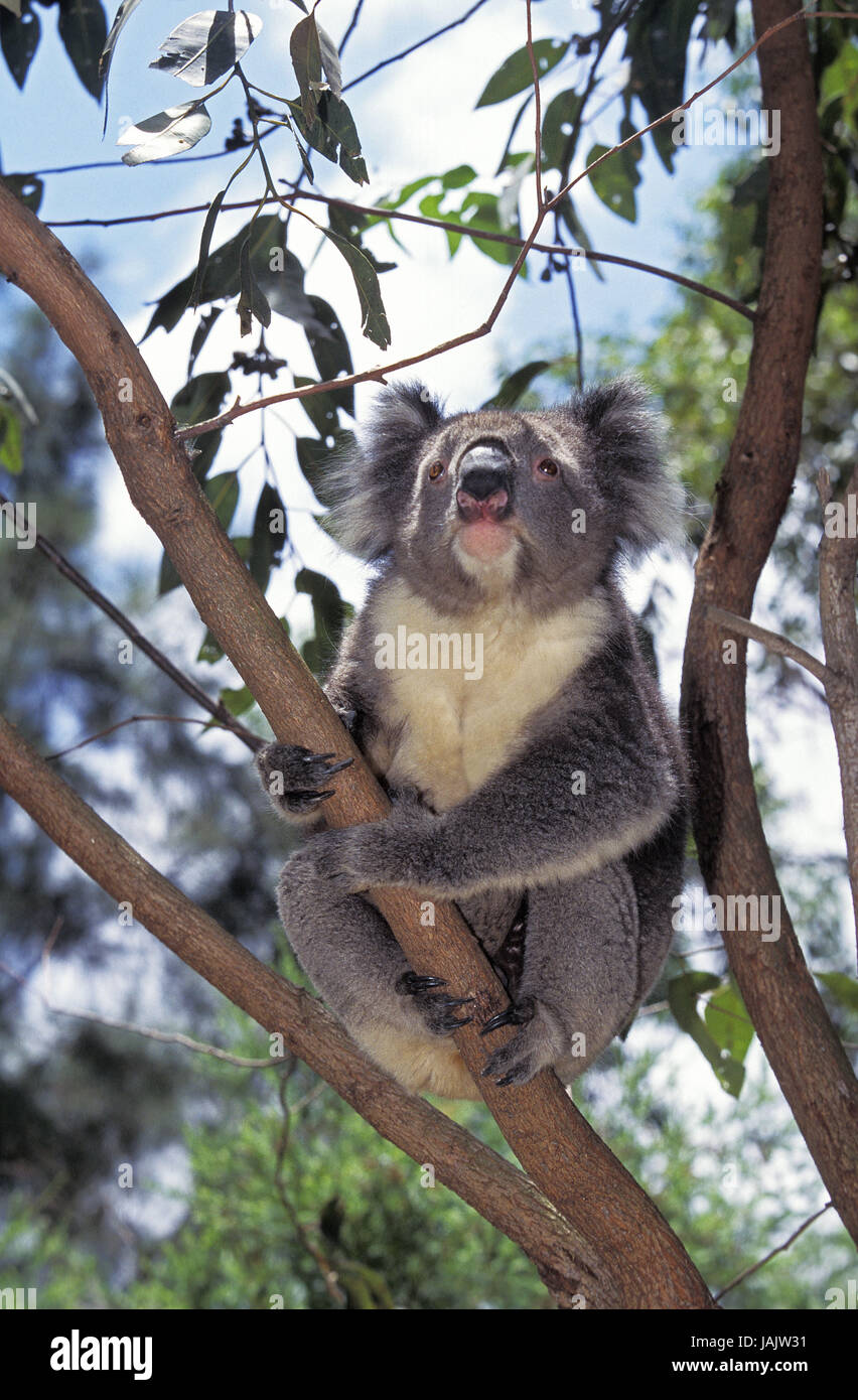 Full body of koala hires stock photography and images Alamy