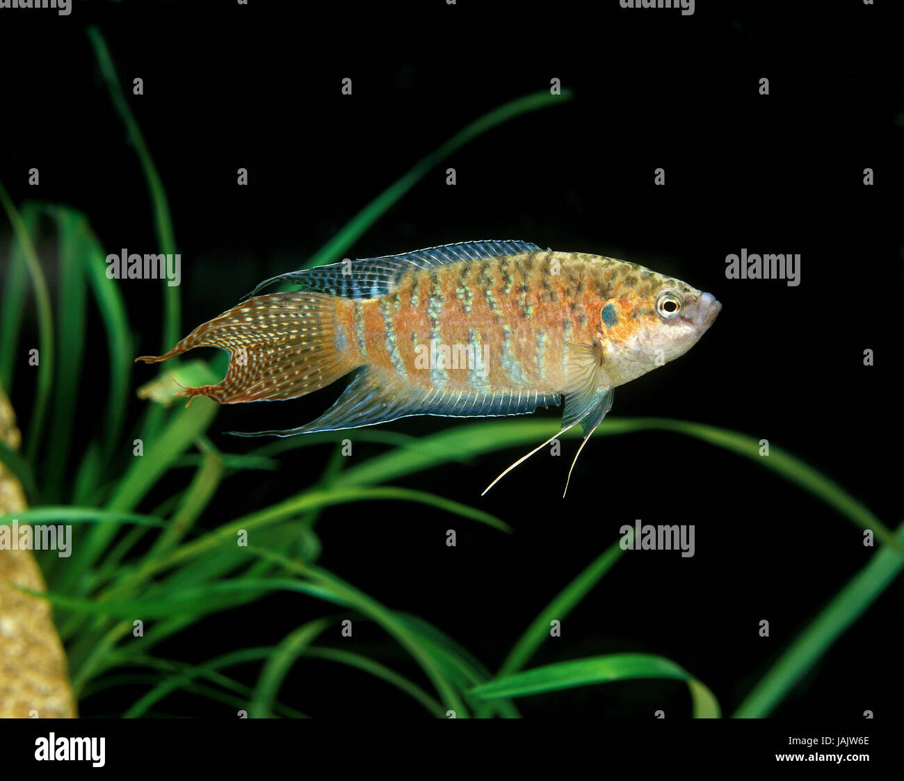 Paradise fish,Macropodus opercularis, Stock Photo