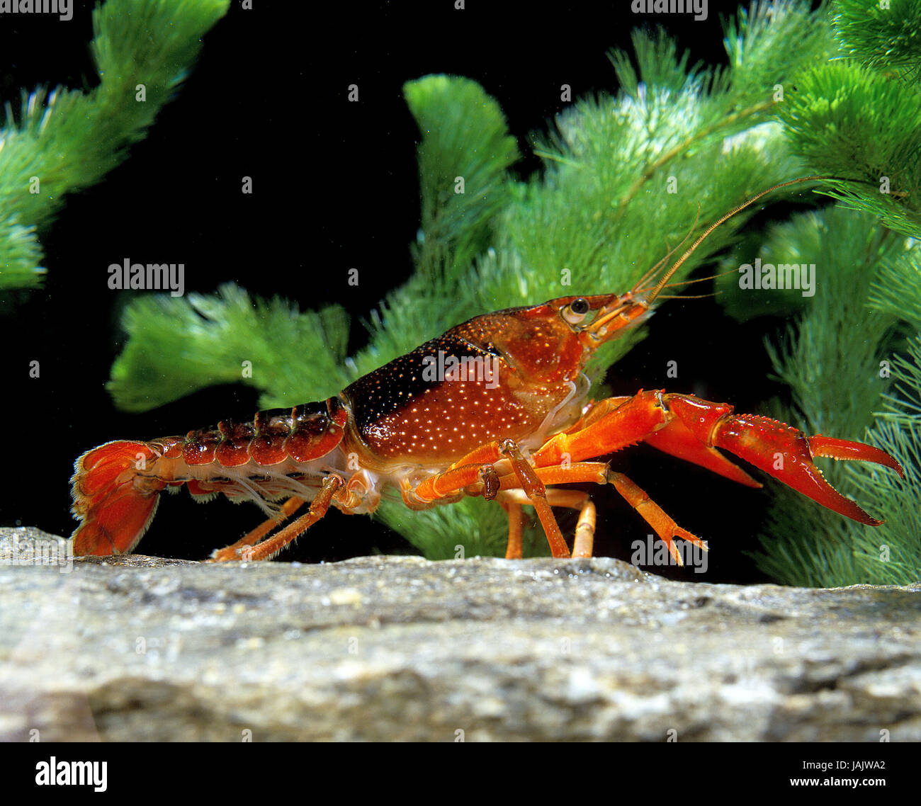 Red American marsh cancer,Procambarus clarkii, Stock Photo