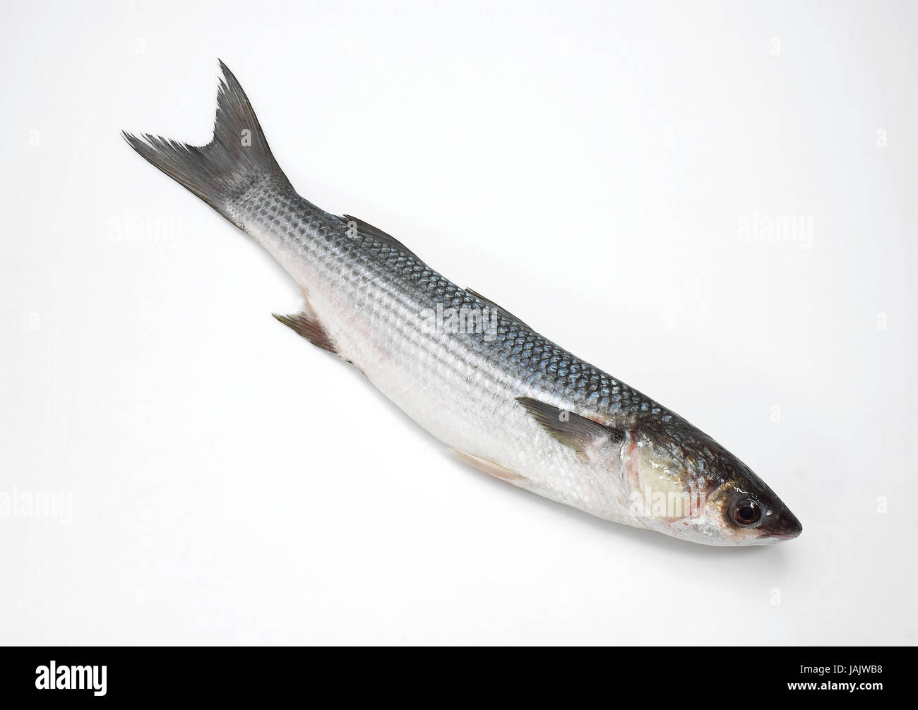 Thick-lipped grey mullet,Chelon labrosus,white background, Stock Photo