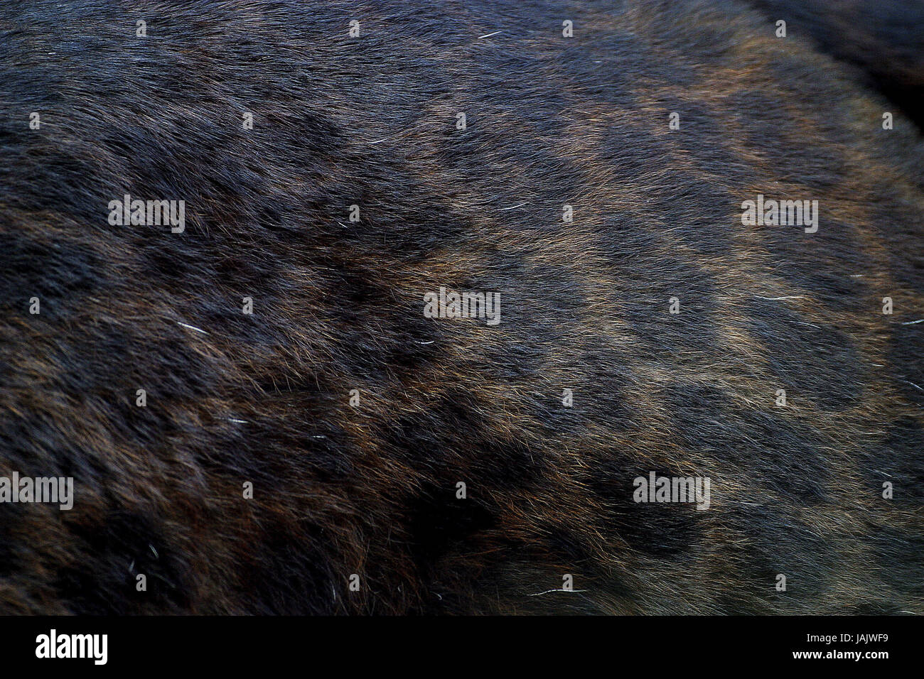 Black leopard,Panthera pardus,medium close-up,hairs, Stock Photo
