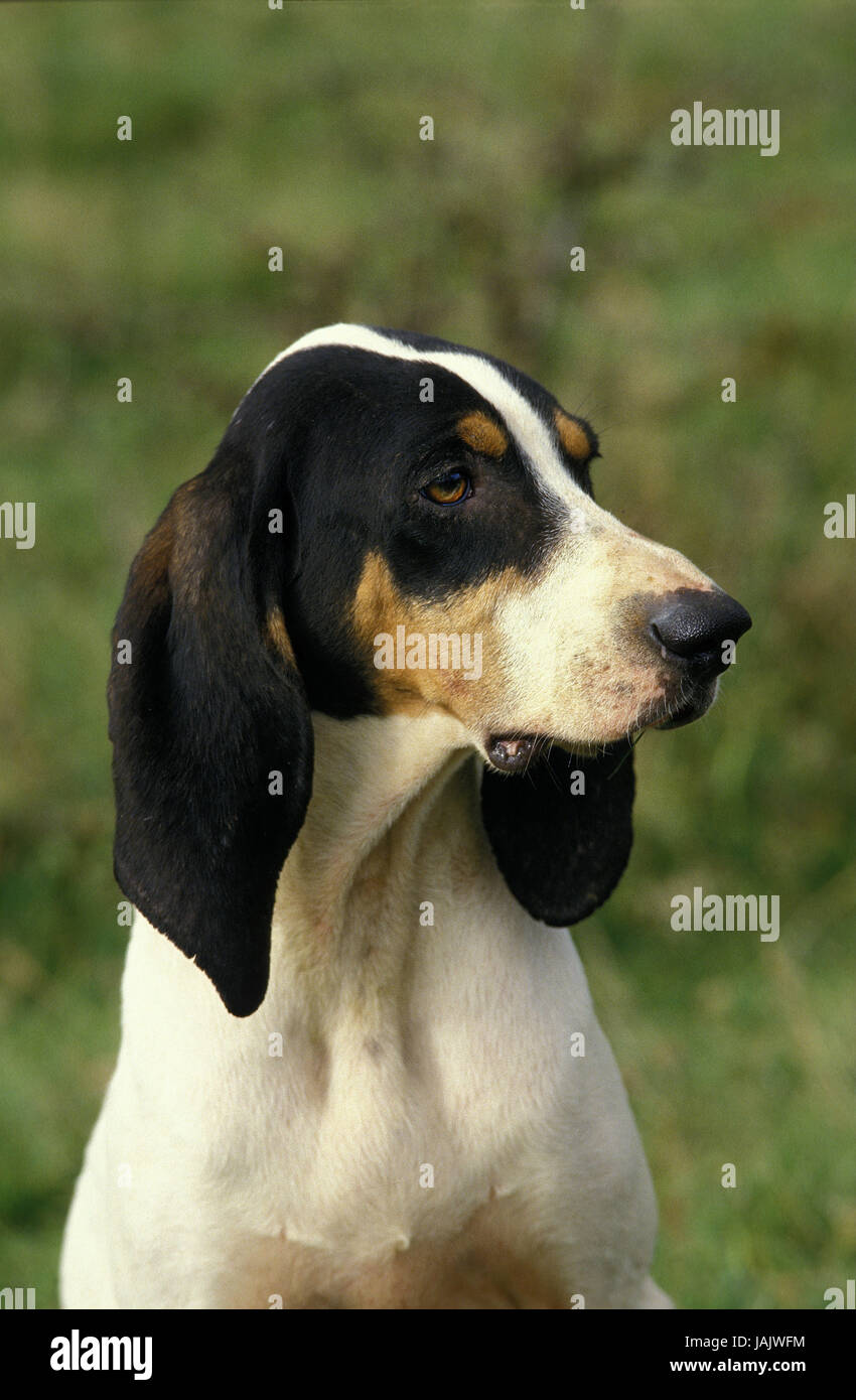 Big Anglo-franzosischer three-coloured scent hound,portrait, Stock Photo