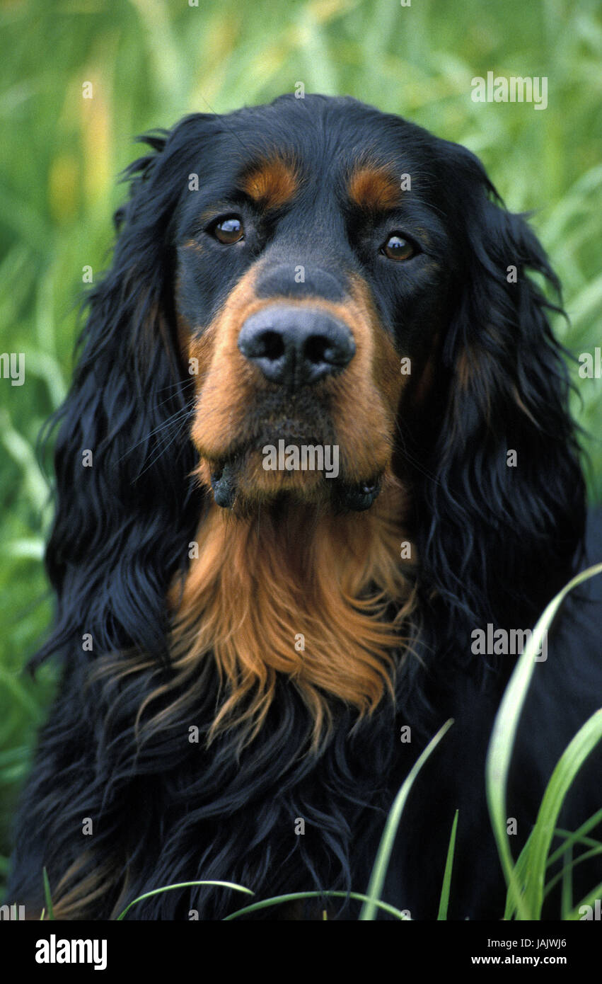 Gordon Setter,portrait, Stock Photo