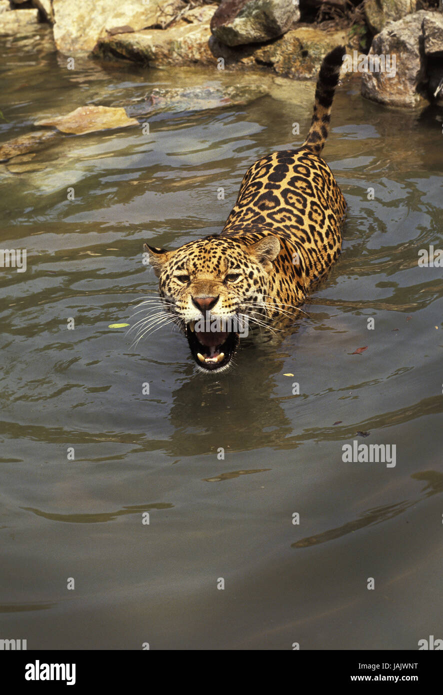 Jaguar,Panthera onca,water,hiss, Stock Photo