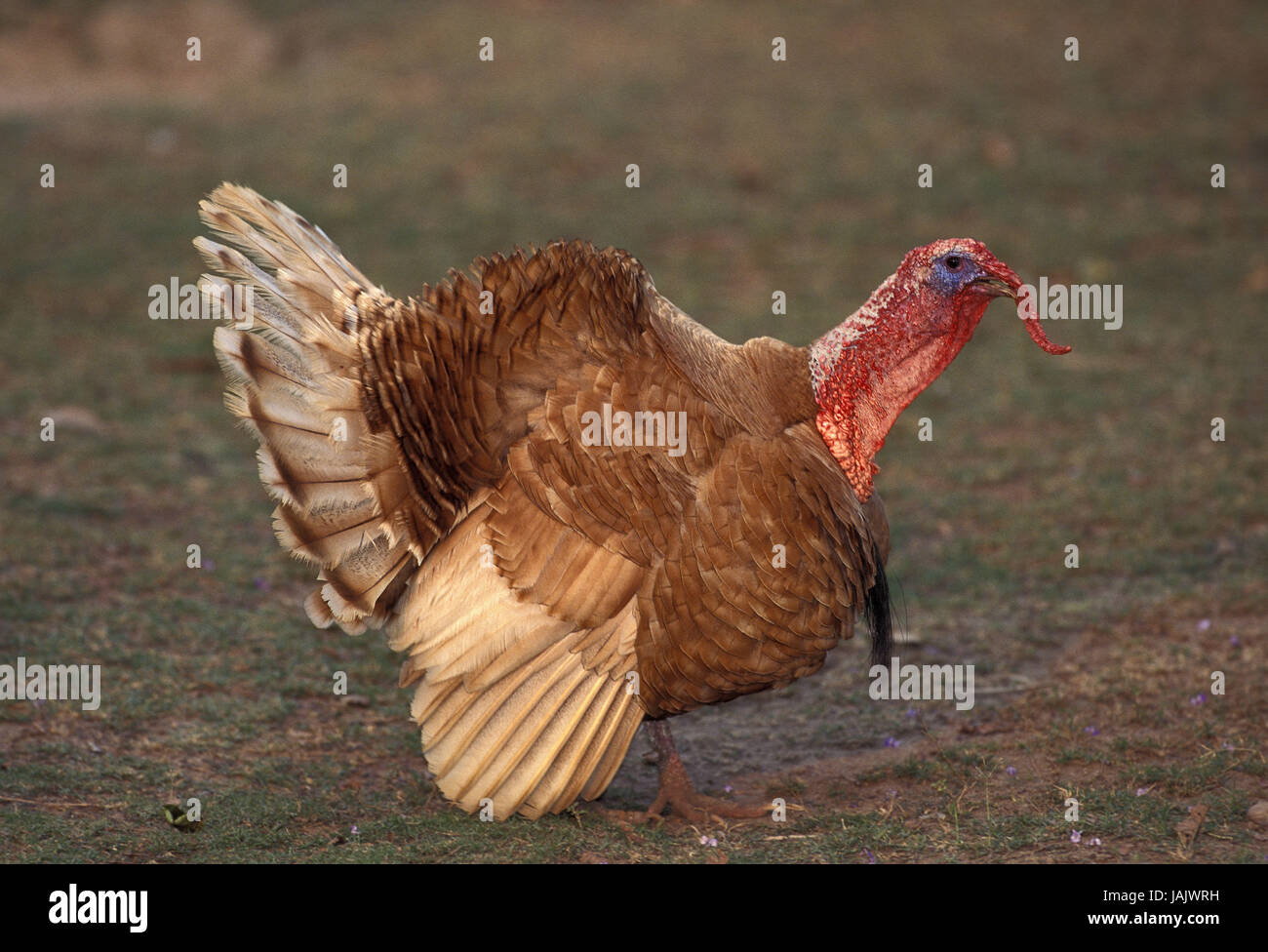 Red turkey of the Ardennes,French race,fanned out,back, Stock Photo