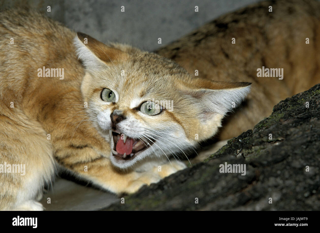 Sand cat,Felis margarita,hiss, Stock Photo