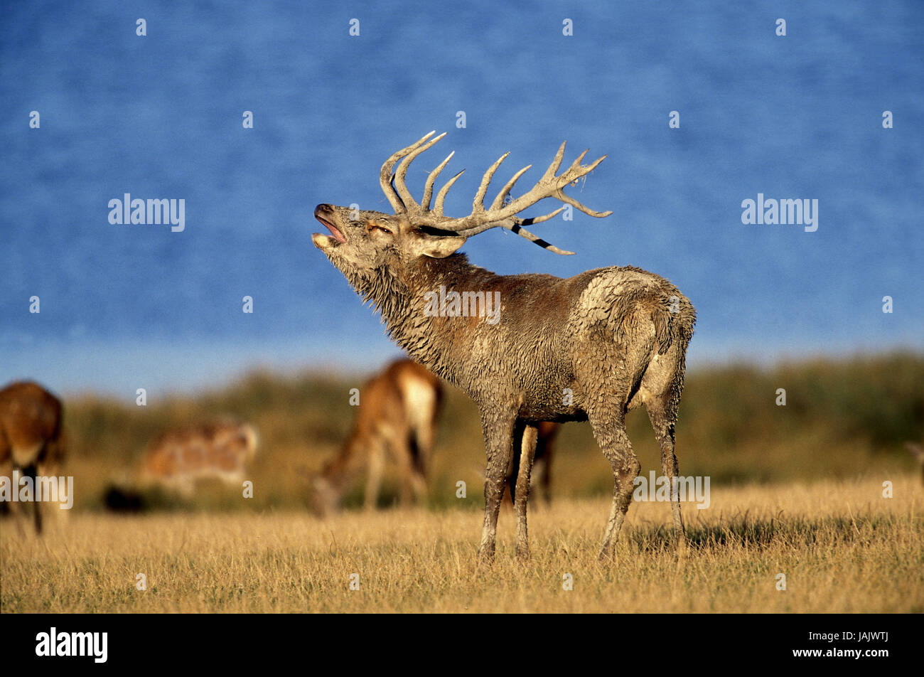 Red deer,Cervus elaphus,little men,rut shout, Stock Photo