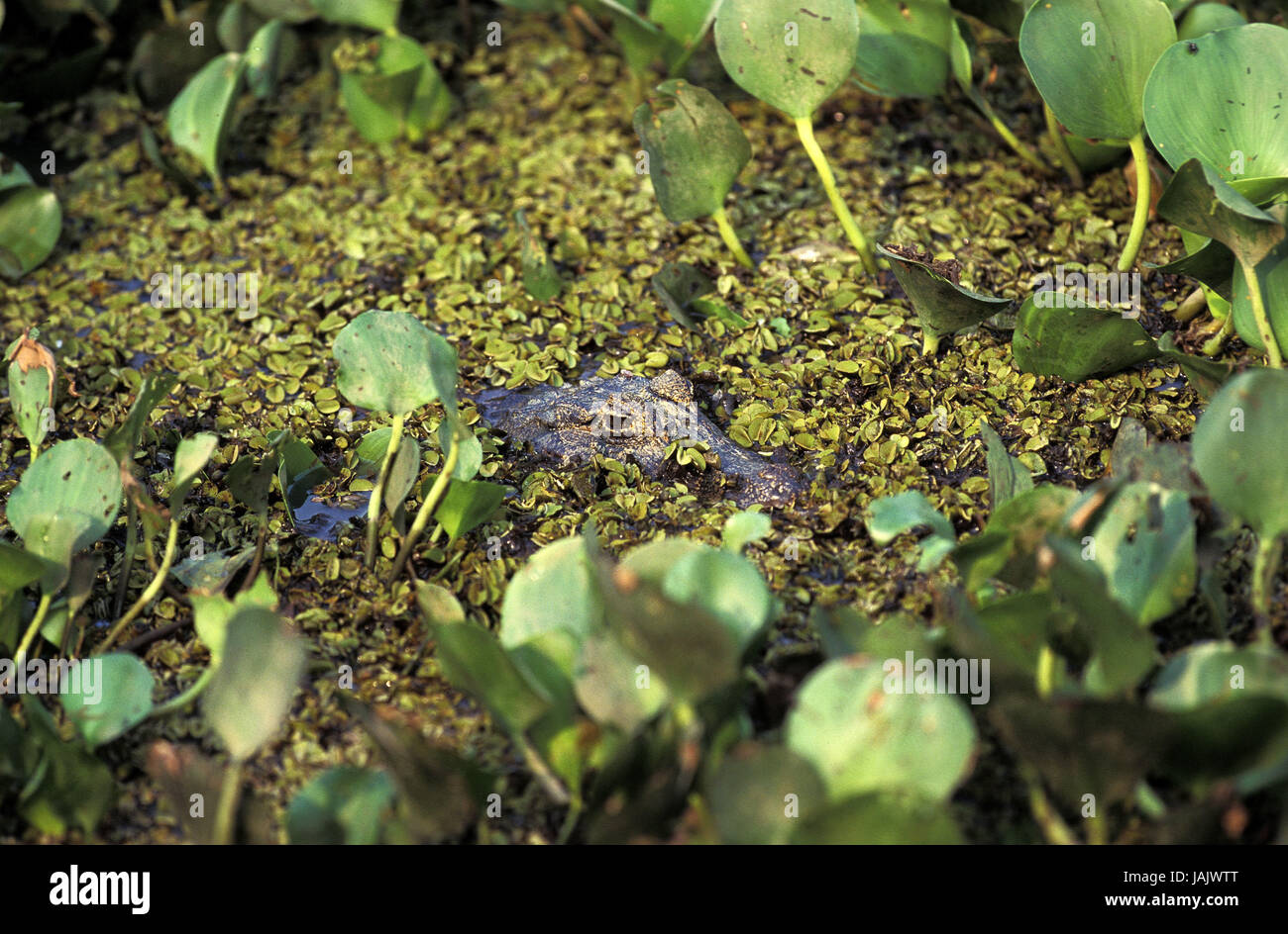 Wide snout cayman,Caiman latirostris,in disguise,Pantanal in Brazil, Stock Photo