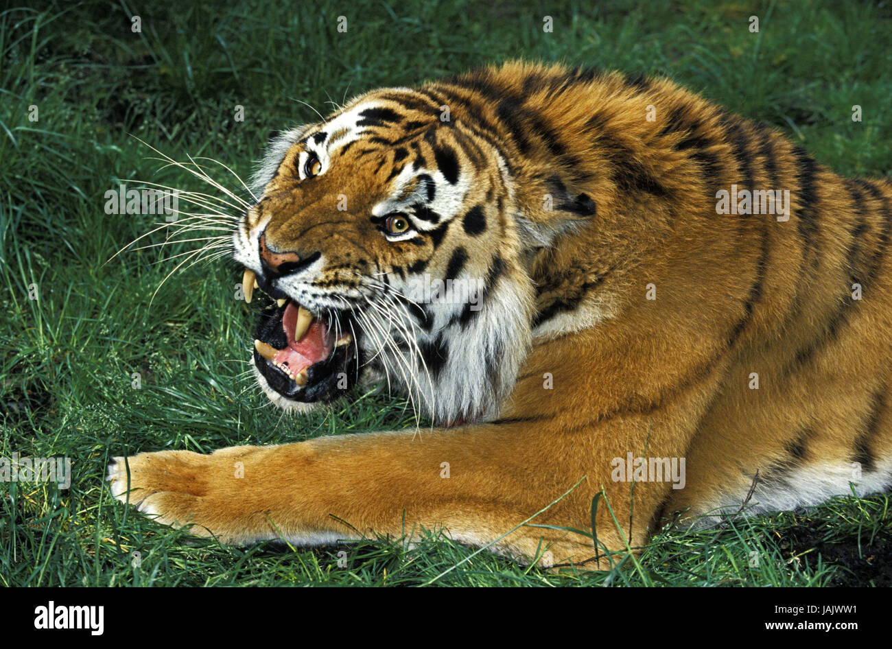 Siberian tiger,Panthera tigris altaica,growl, Stock Photo