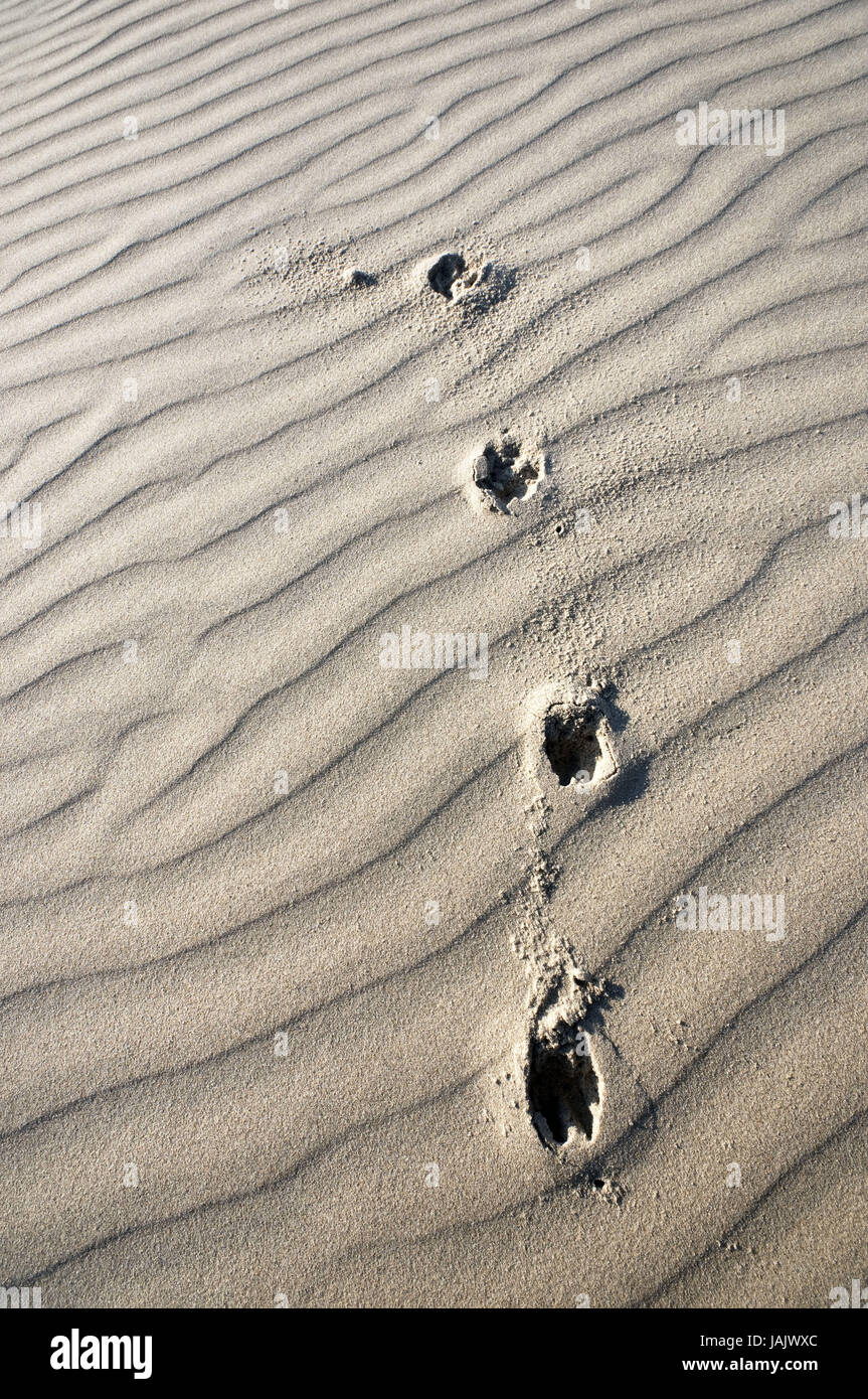 Conception,beach,animal tracks in Sand, Stock Photo
