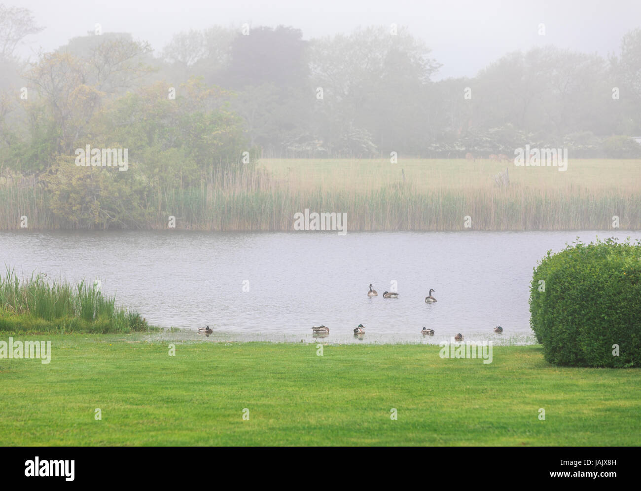 foggy day on an inland pond with ducks and deer. Stock Photo