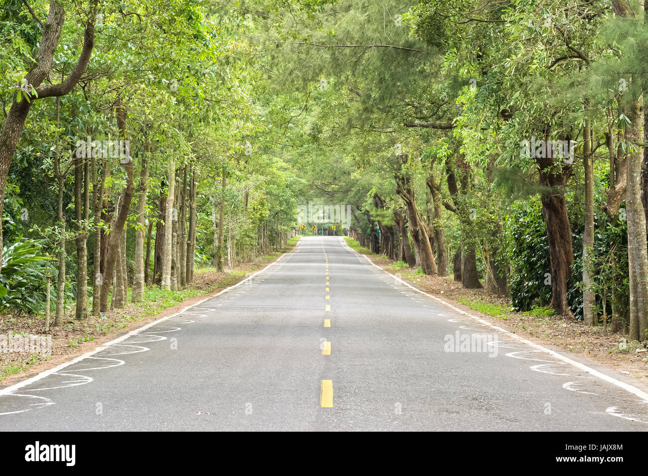 Road across the forest with nobody Stock Photo - Alamy