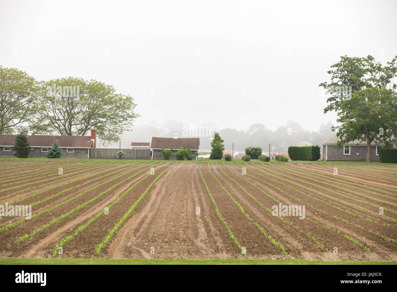 farm fields in Eastern Long Island, NY Stock Photo