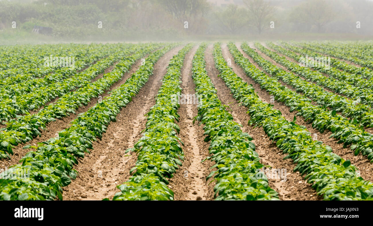 farm fields in Eastern Long Island, NY Stock Photo Alamy