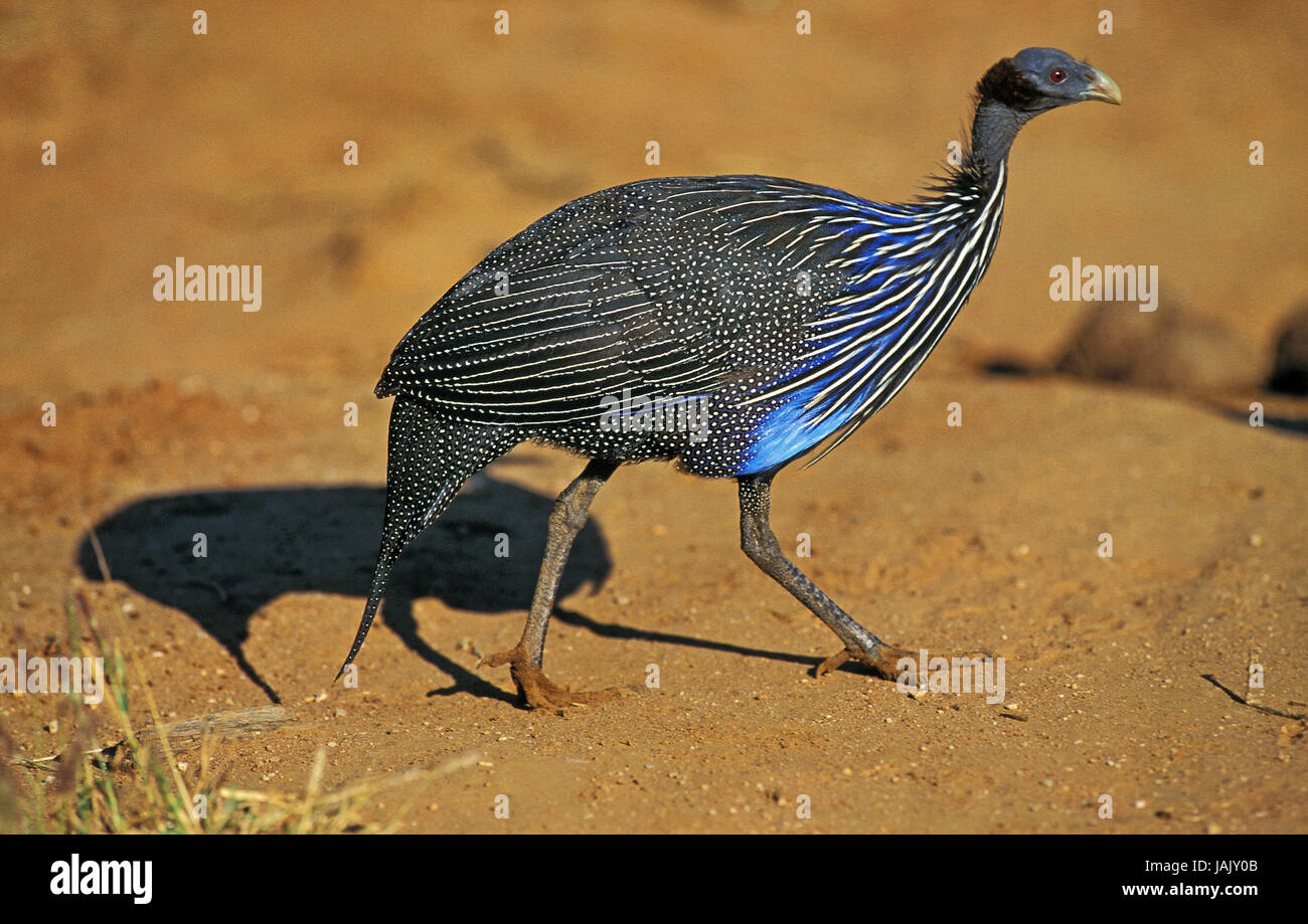 Guinea fowl numididae hi-res stock photography and images - Alamy