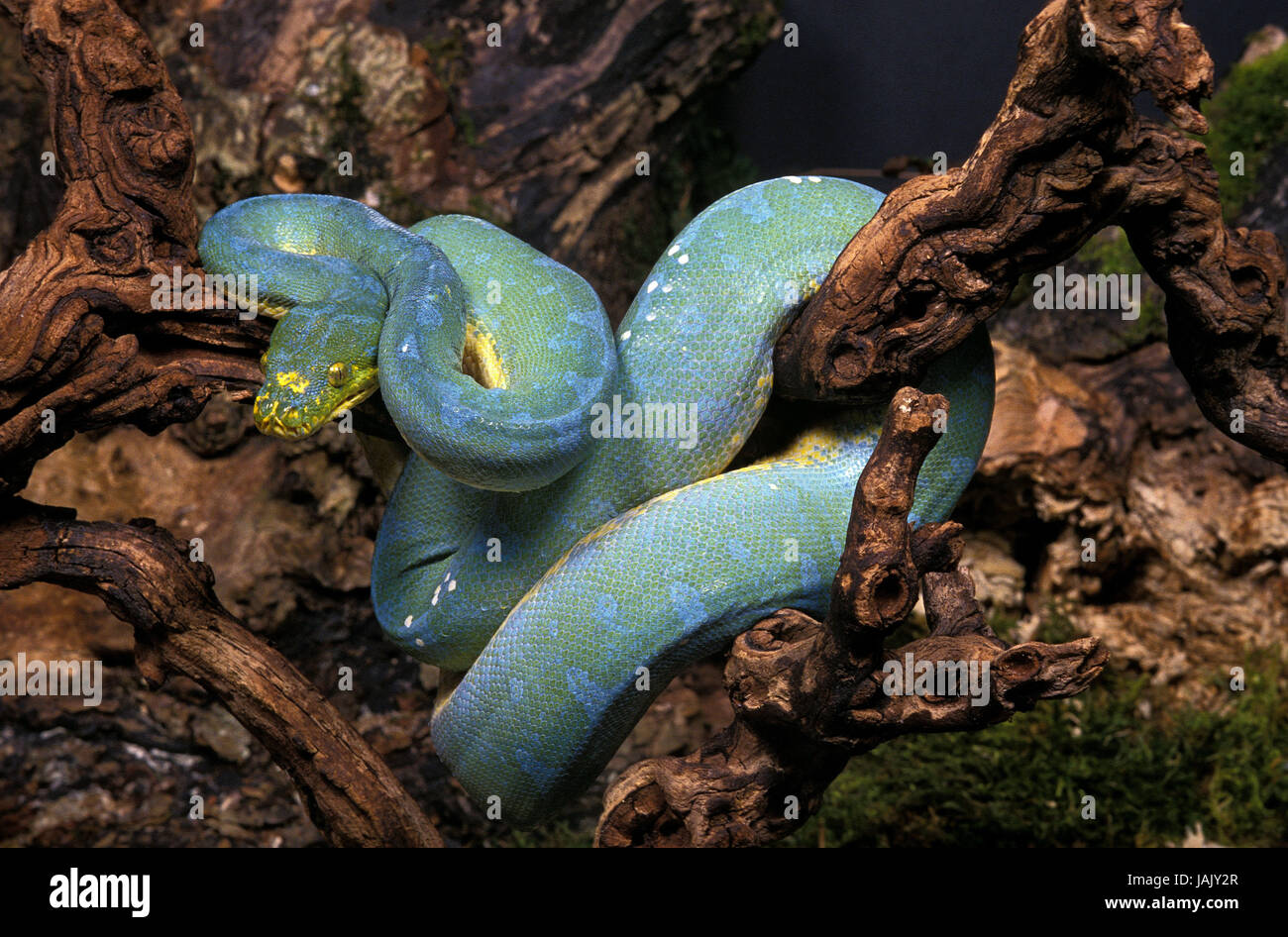 Green tree python,Morelia viridis,branch Stock Photo - Alamy