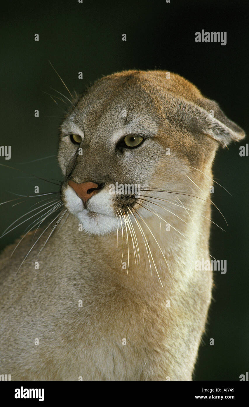 Puma,puma concolor,ears invested,portrait Stock Photo - Alamy