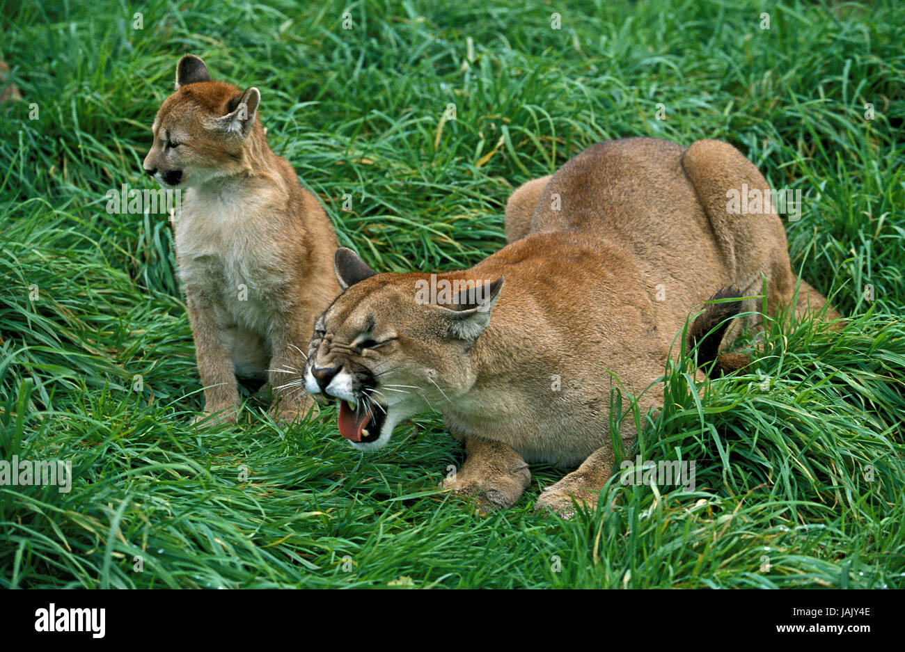 Puma,puma concolor,mother animal with young animal,hiss Stock Photo - Alamy
