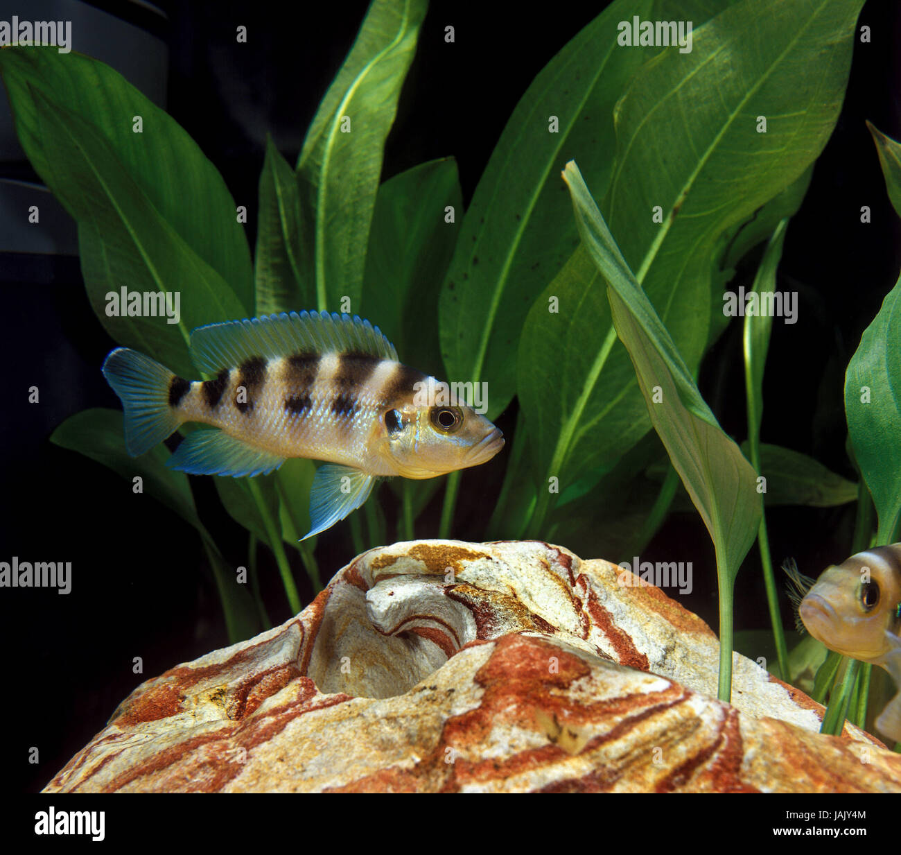 6 film-Tanganyika lake coloured perch,Neolamprologus sexfasciatus, Stock Photo