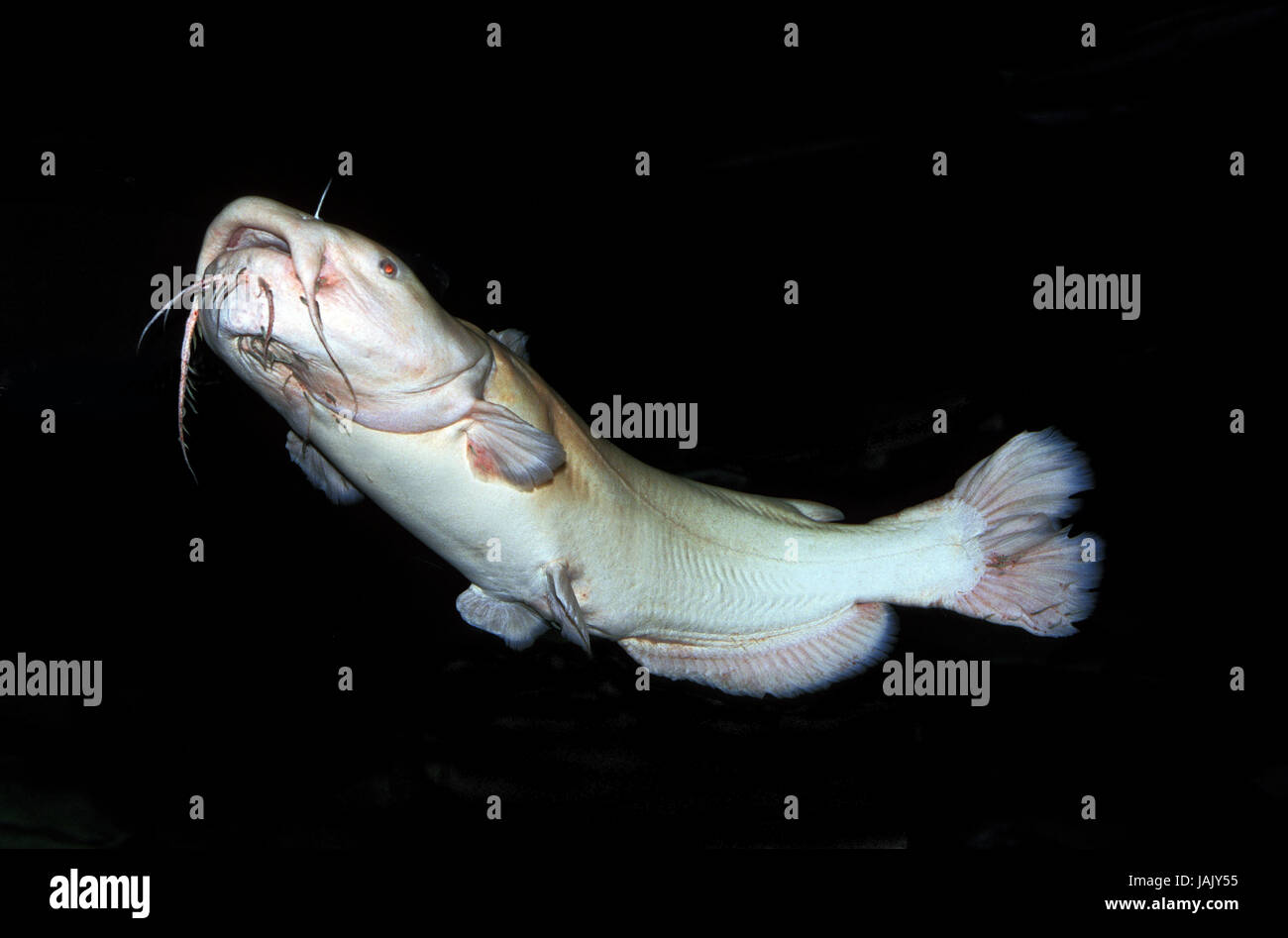 Cat's european catfish,Pylodictis olivaris,albino, Stock Photo
