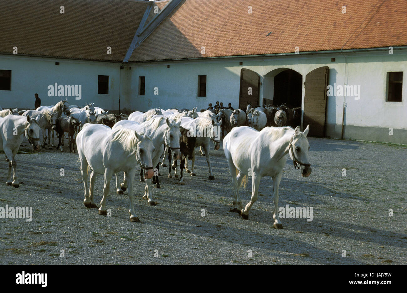 Of Lipizzaner horses,focuses,Gestüt,Lipica,Slovenia, Stock Photo