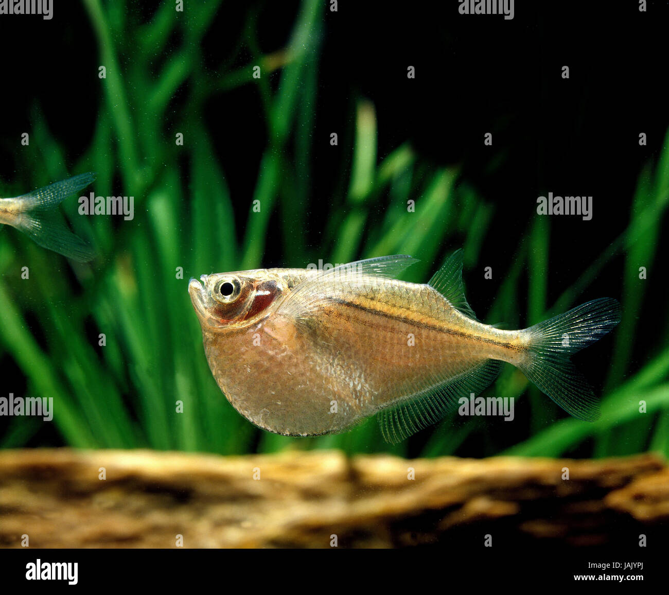 Silver hatchet abdomen fish,Gasteropelecus sternicla, Stock Photo