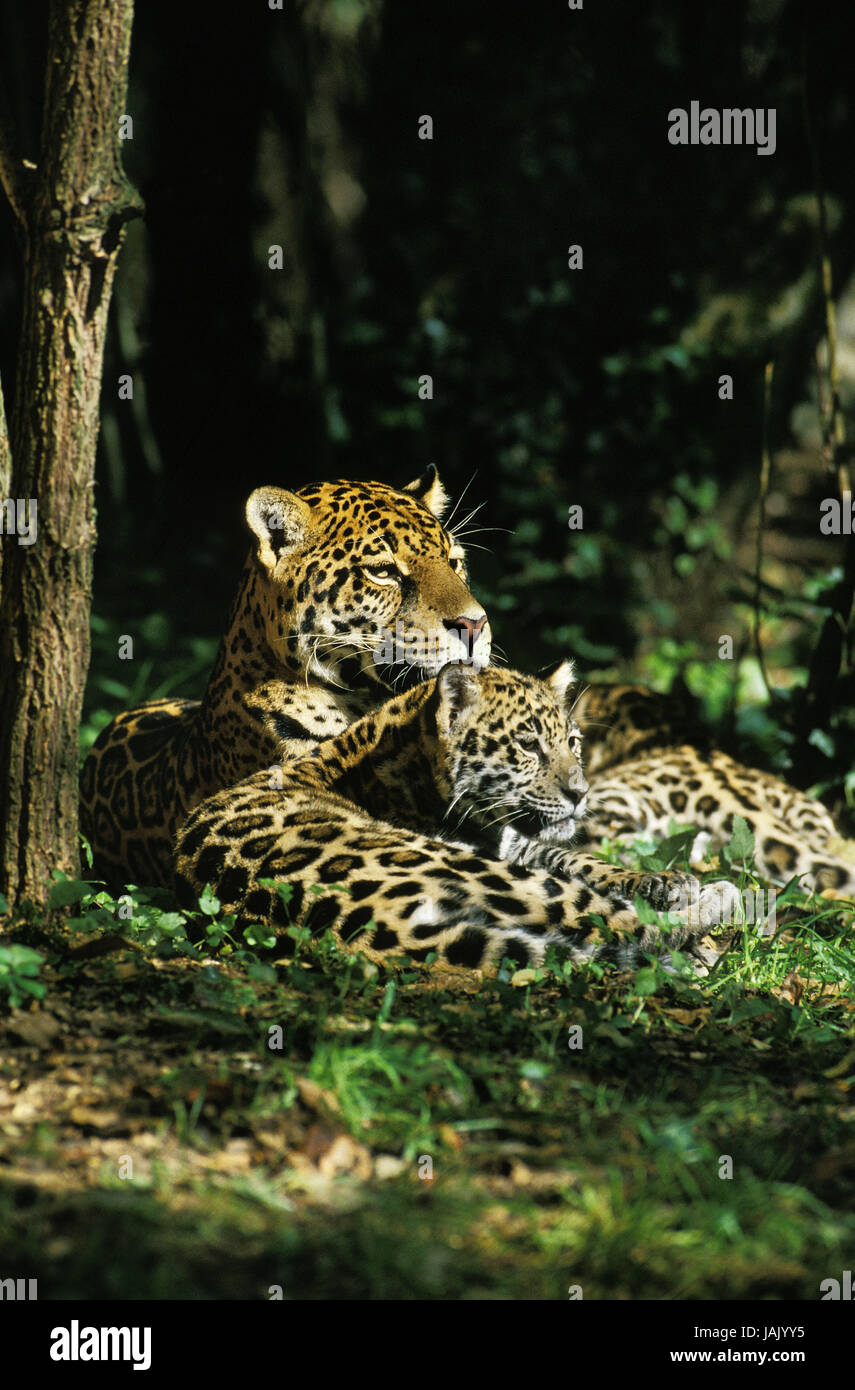 Jaguar,Panthera onca,mother animal,young animal Stock Photo Alamy