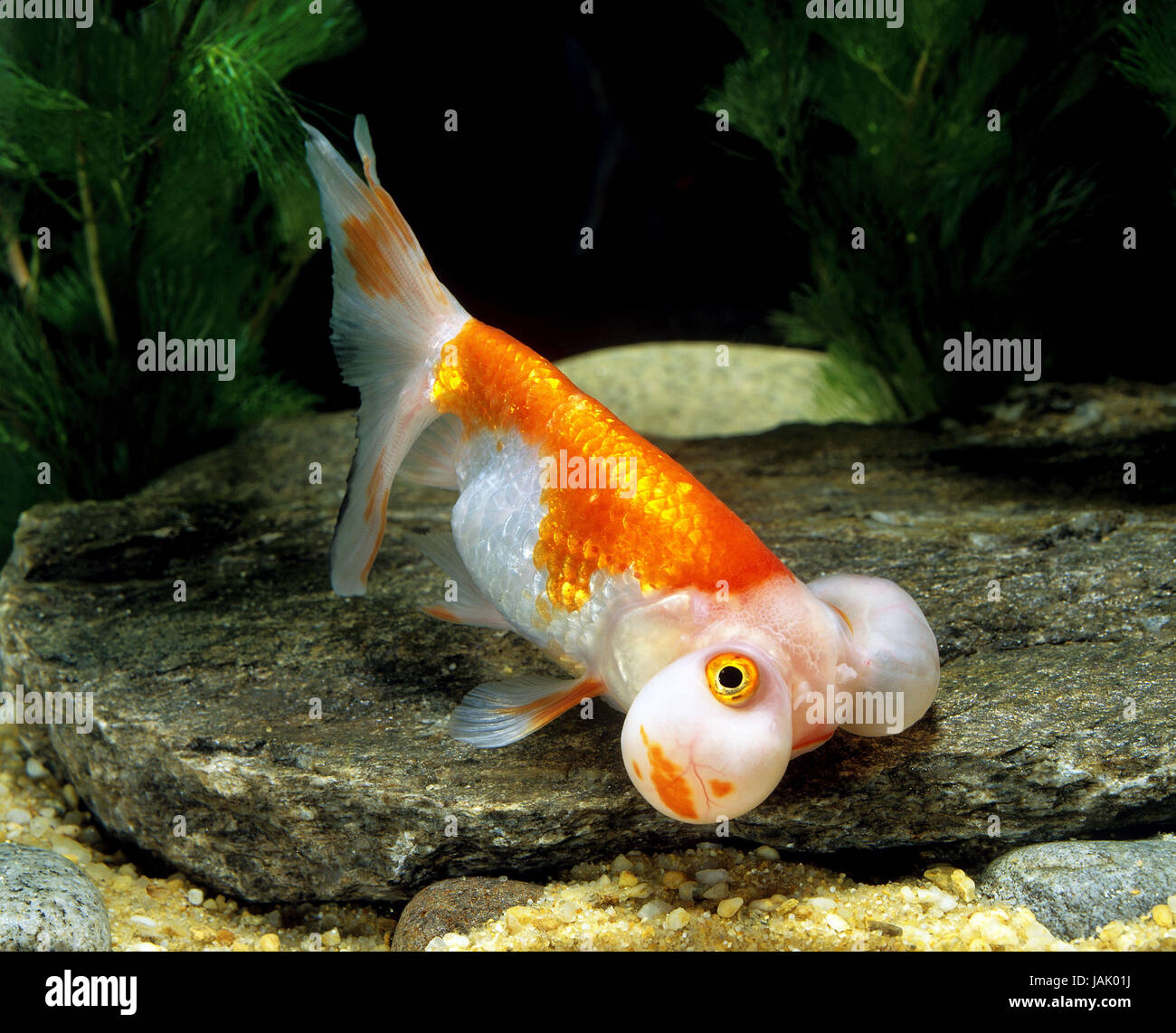 Goldfish,bubble eye,Carassius auratus, Stock Photo