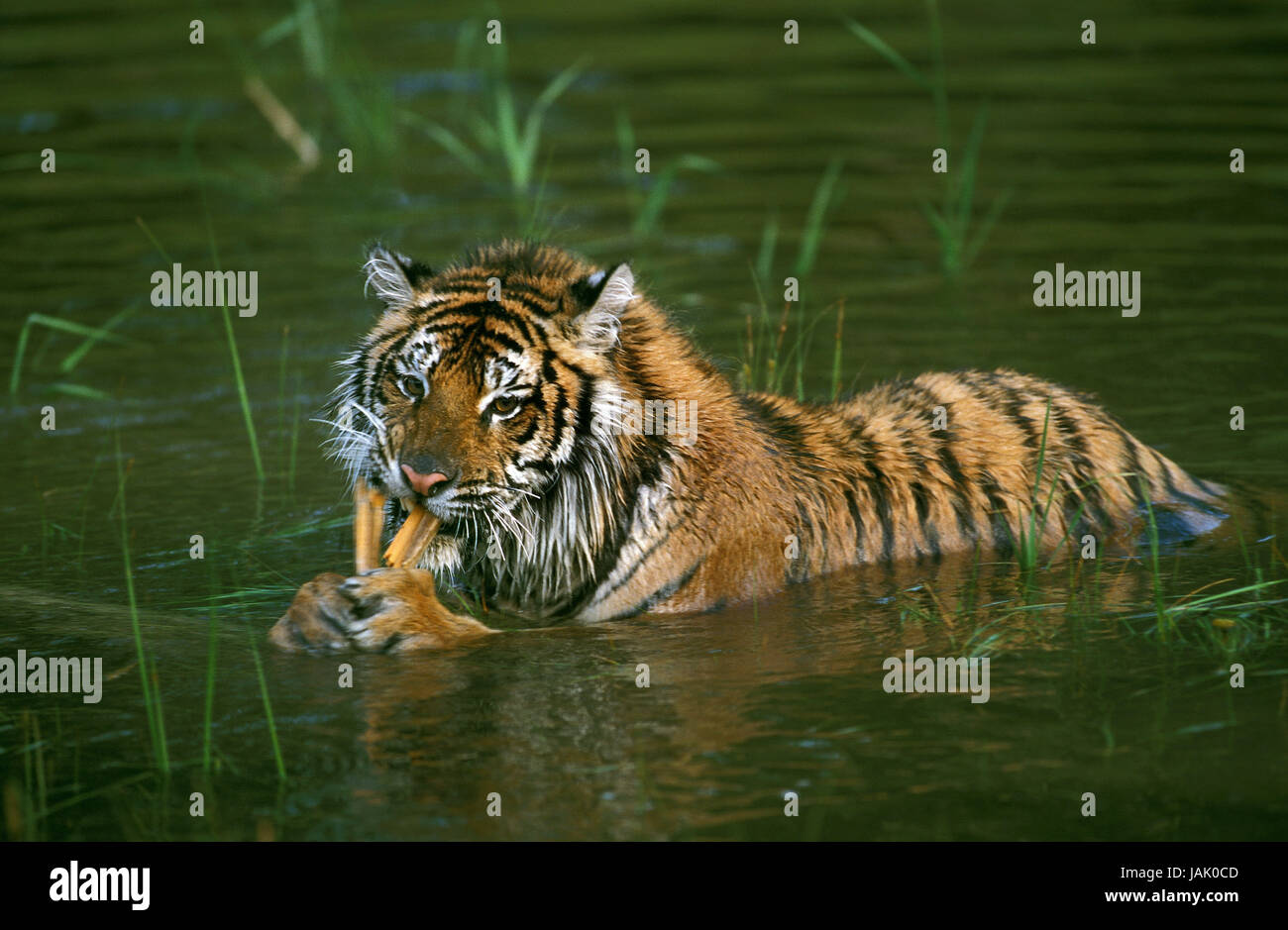 Siberian tiger,Panthera tigris altaica,in the water, Stock Photo