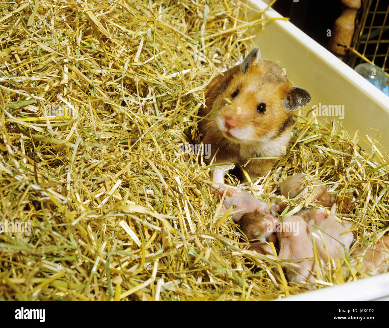 Golden hamster,Mesocricetus auratus,females with boys, Stock Photo