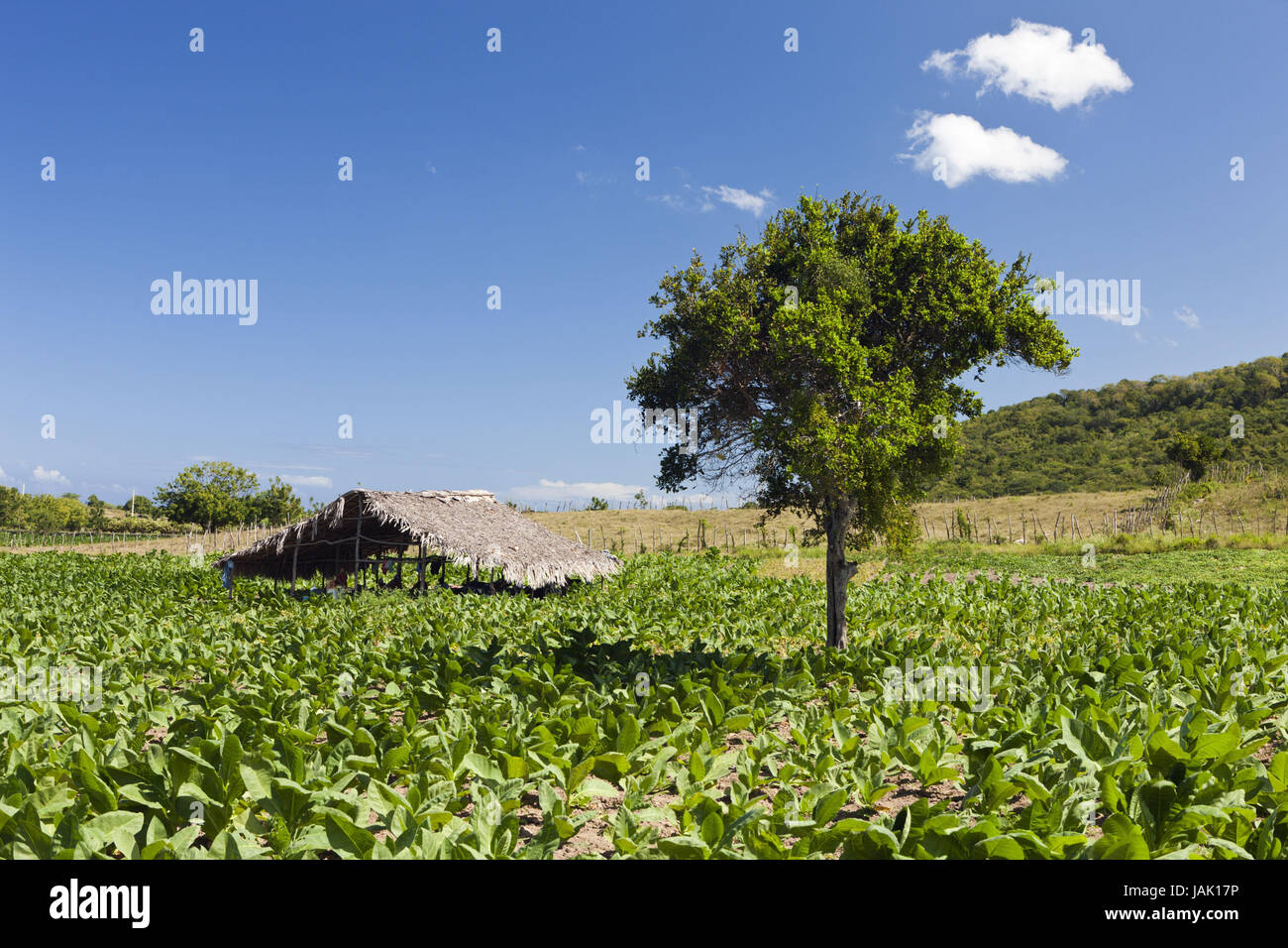 Tobacco plantation in the hinterland,Punta Rucia,the Dominican Republic, Stock Photo