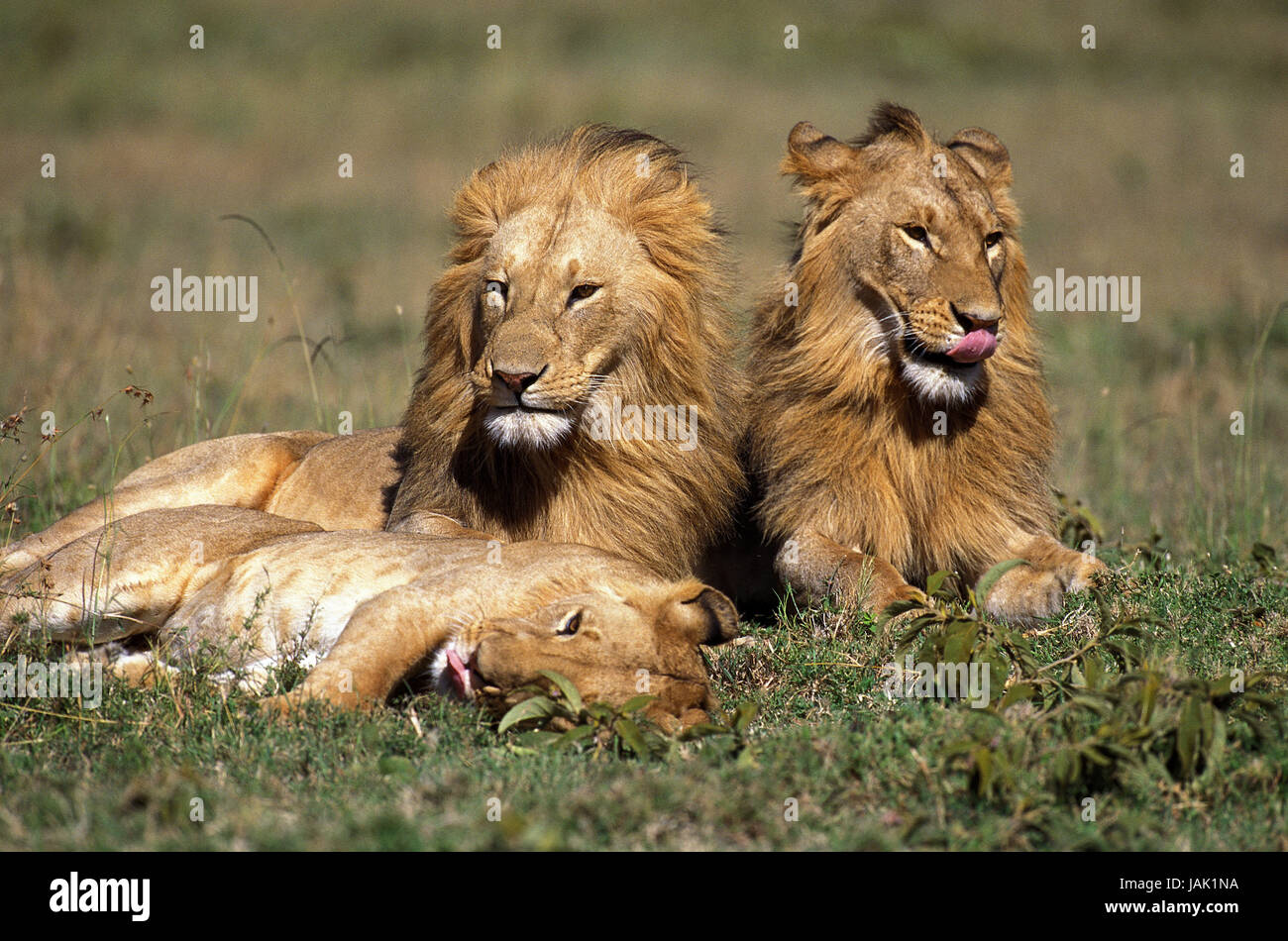 Lions lie in the grass,Panthera leo Stock Photo - Alamy