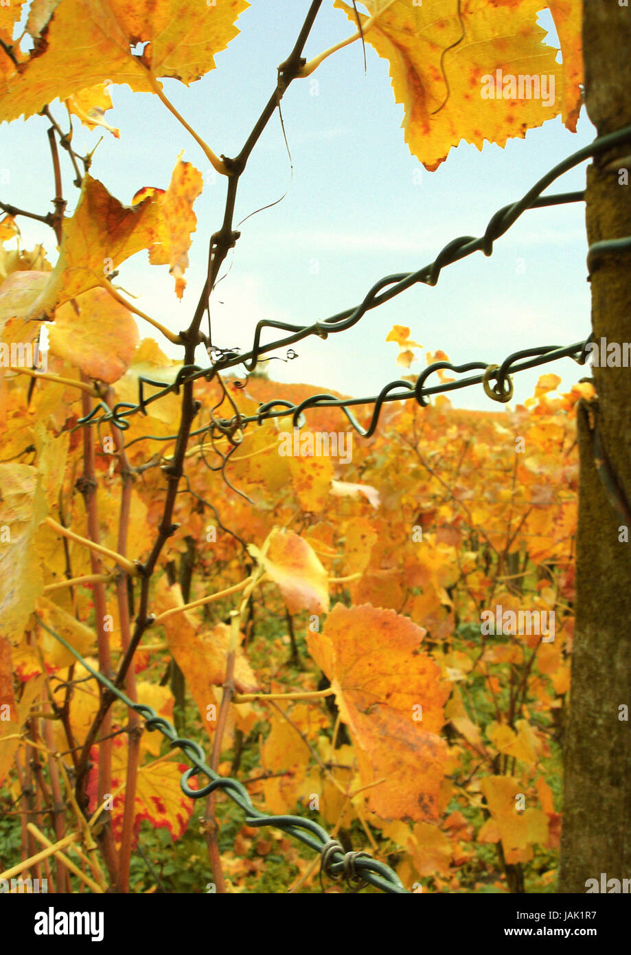 autumnally tinted vine leaves, Stock Photo