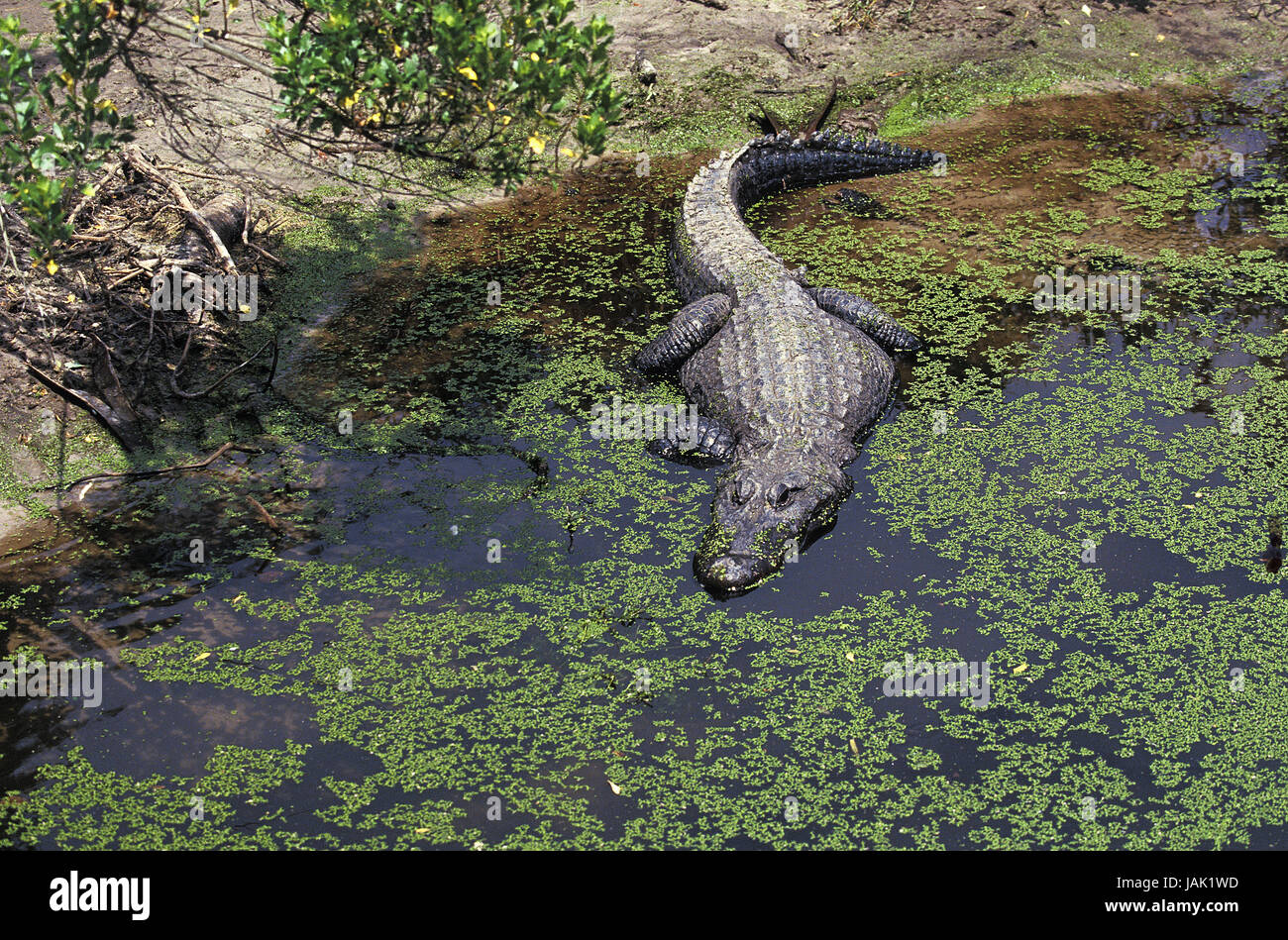 Mississippi alligator,alligator mississippiensis,also pike alligator