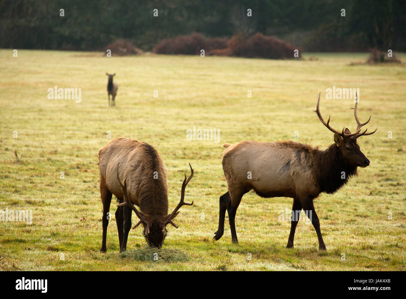 Roosevelt elk, Jewell Meadows Wildlife Area, Oregon Stock Photo