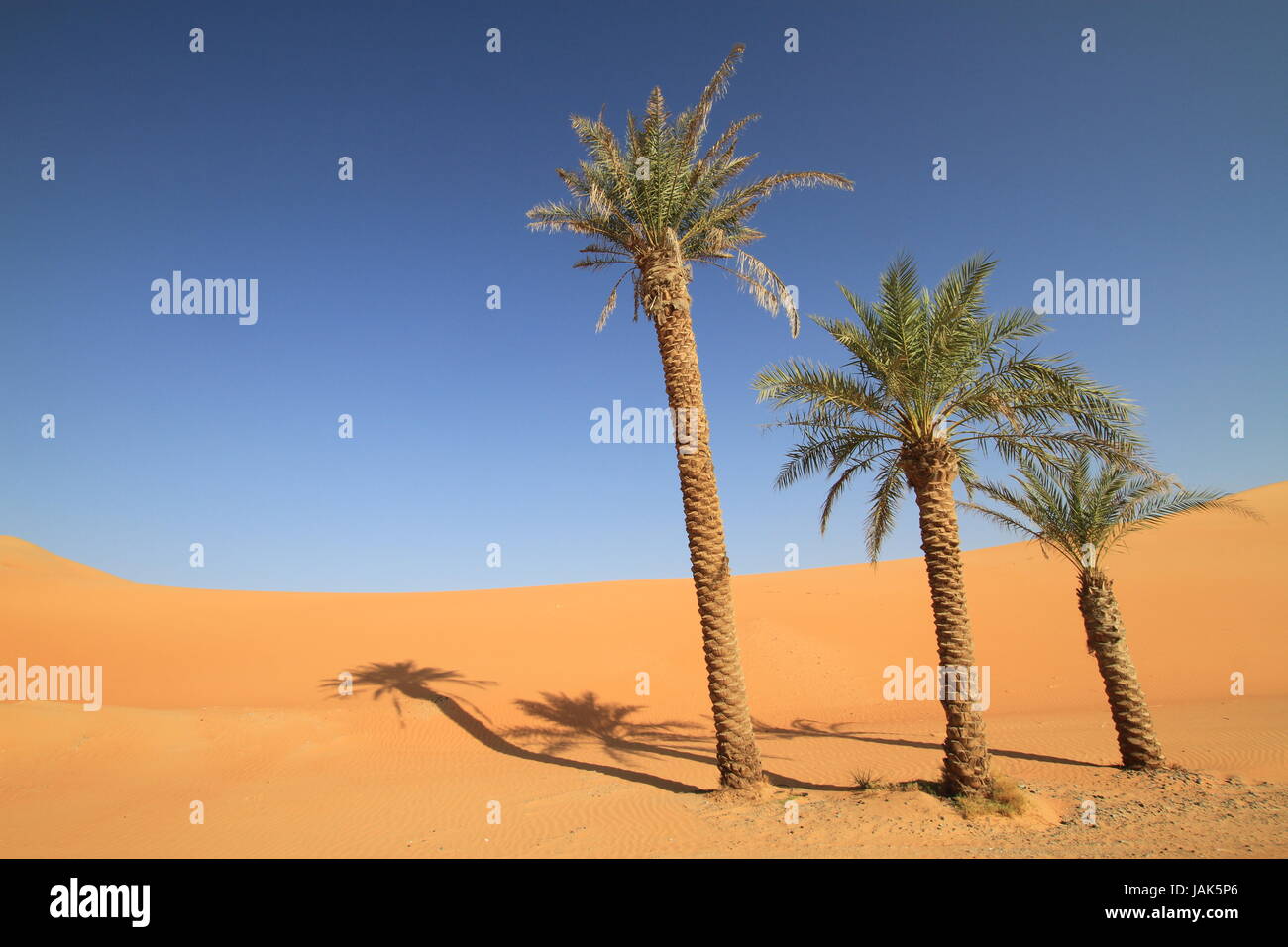 lonely palm trees in the desert Stock Photo