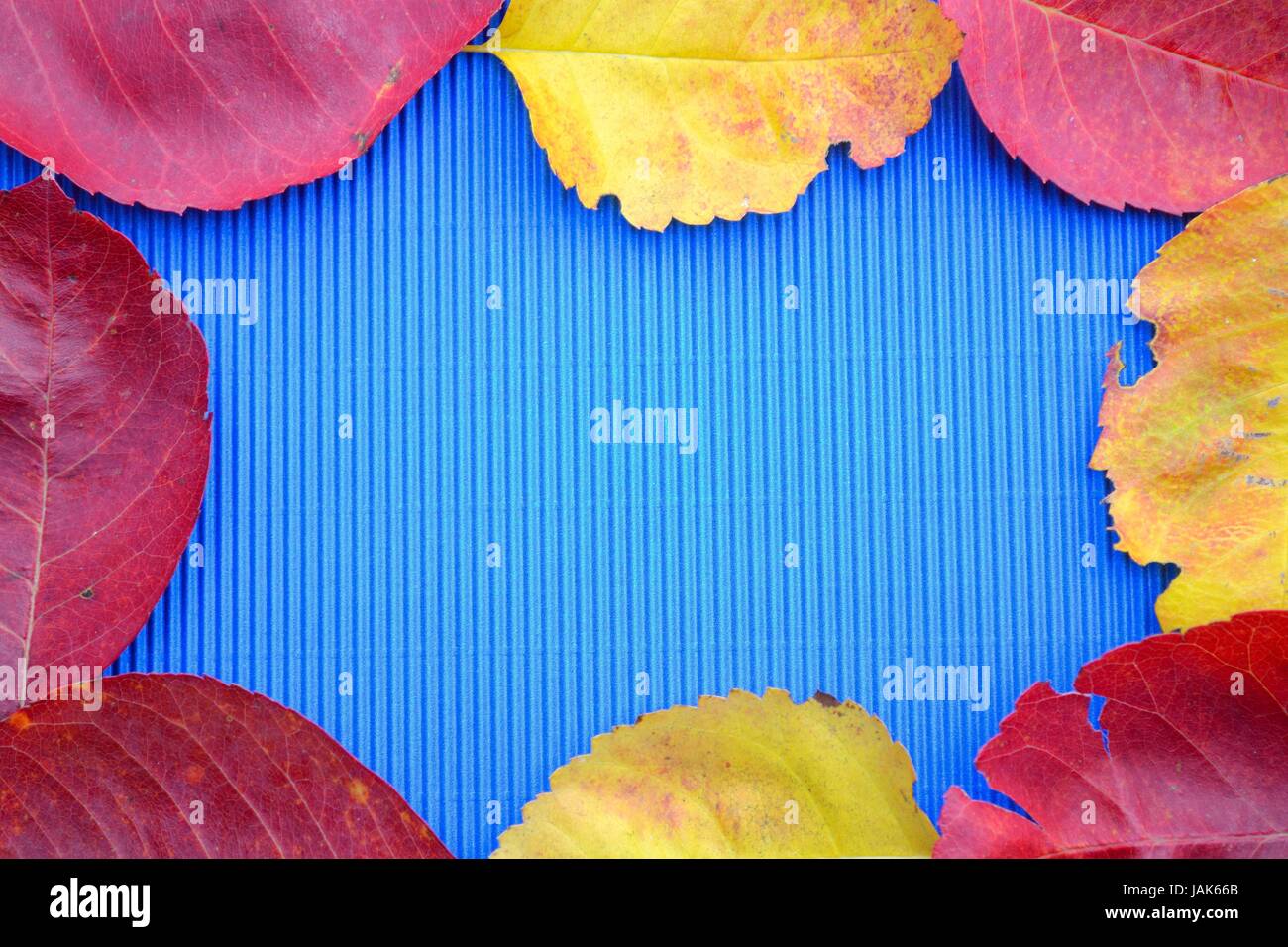 buntes Laub umrahmt blauen Hintergrund Stock Photo