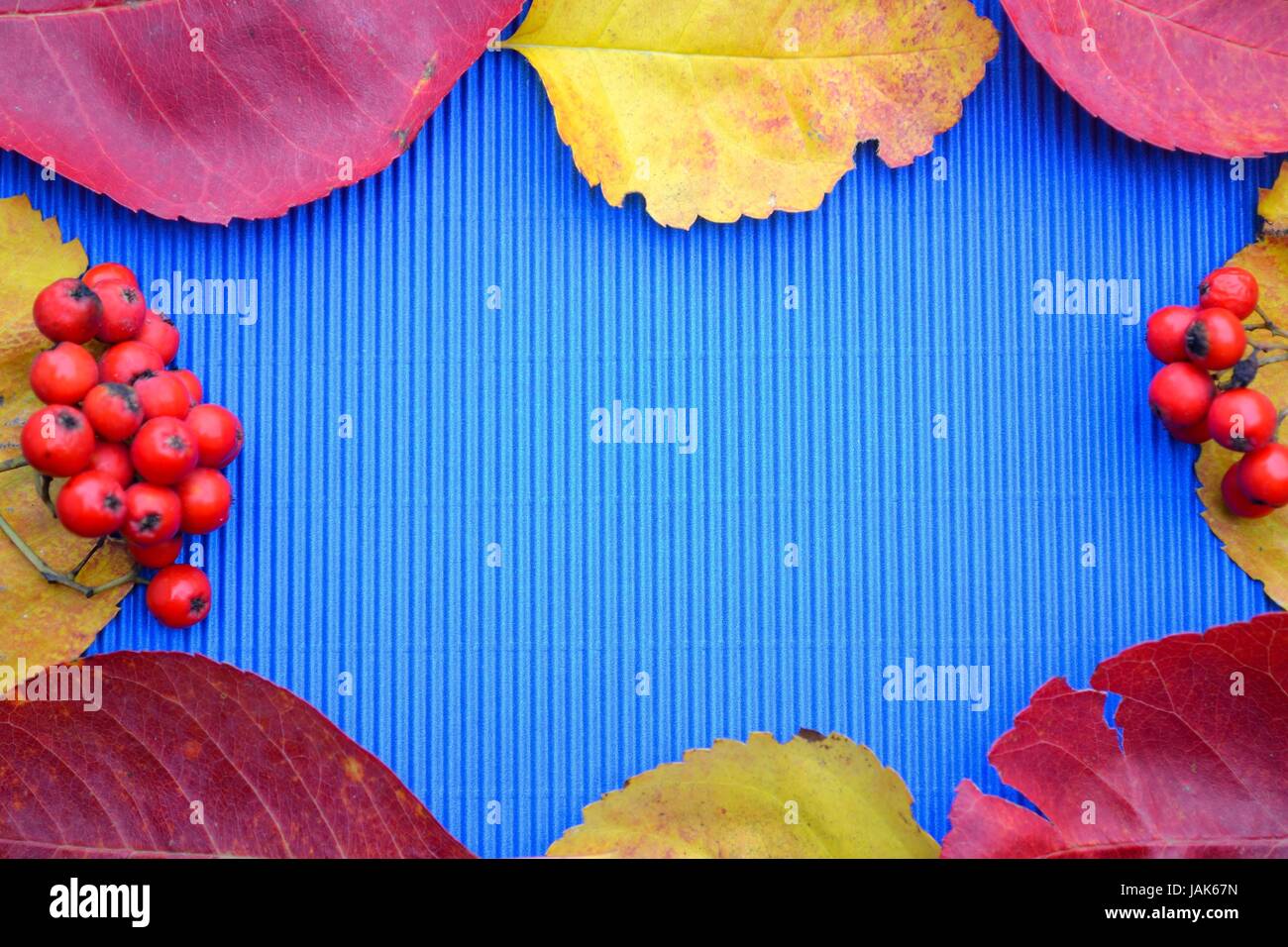 Umrahmung mit Herbstlaub und roten Beeen Stock Photo