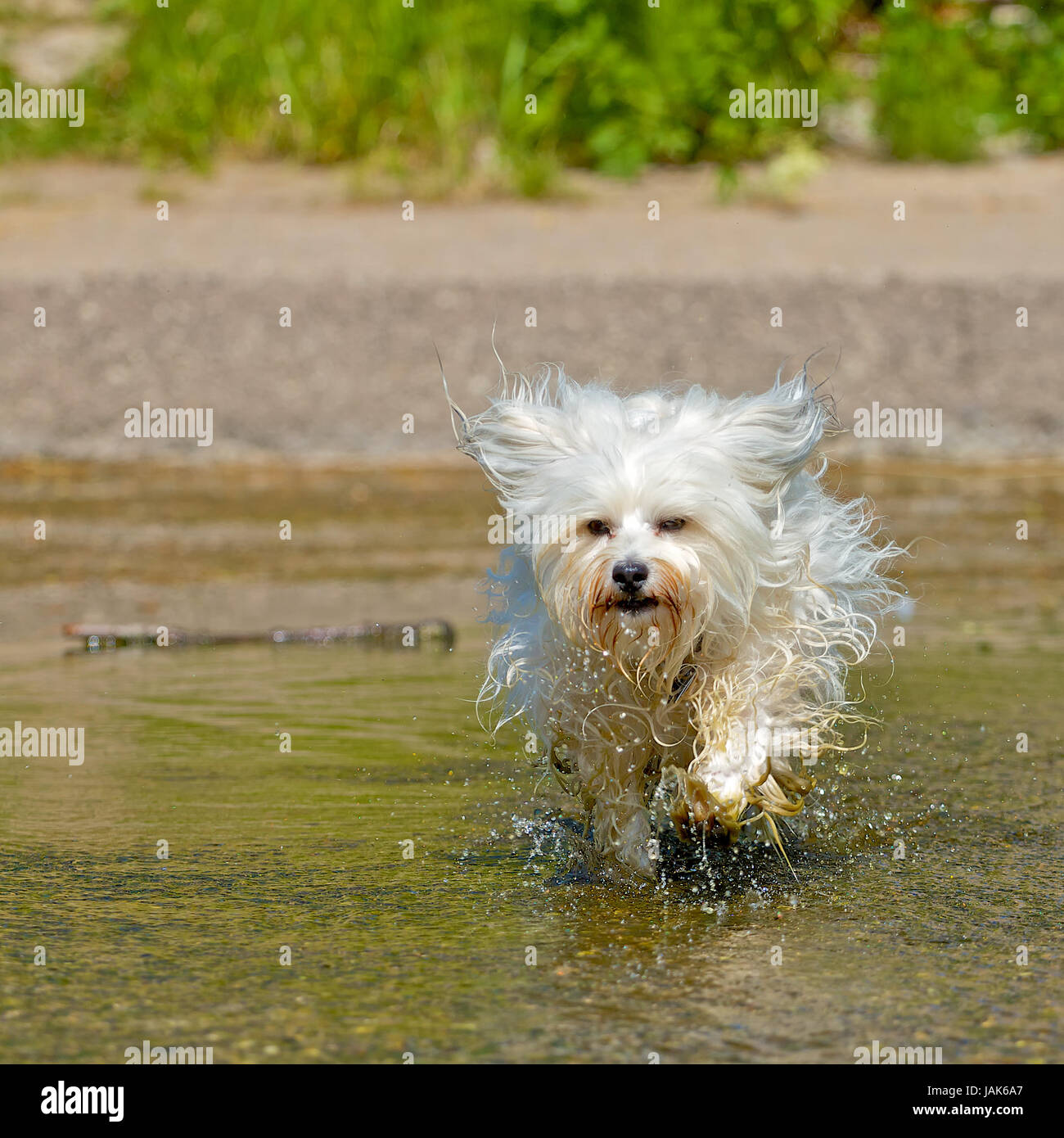 Ein kleiner wuscheliger Hund rennt voller Lebensfreude durch einen Bach dass das Wasser nur so spritzt. Stock Photo