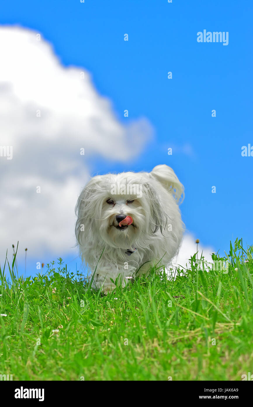 Ein Langhaar Hund schleckt sich den Mund ab und kommt dabei auf den Fotografen zu. Im Hintergrund ein strahlend blauer Sommerhimmel. Stock Photo