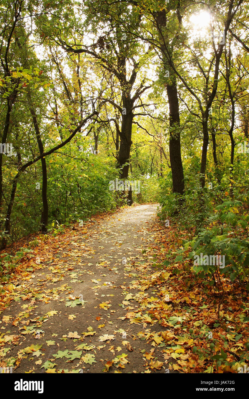 Autumn maple alley in the forest with falling leaves Stock Photo - Alamy